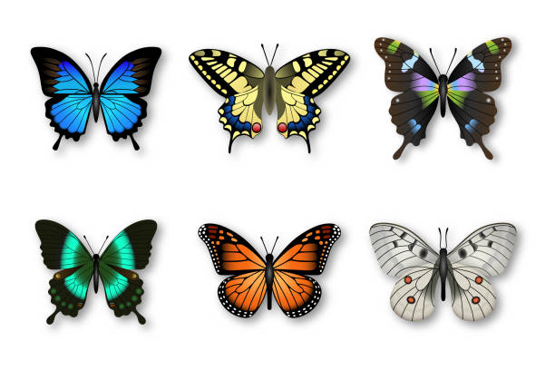 Most Beautiful Butterflies